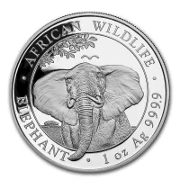 Somalia Elephant 2021
